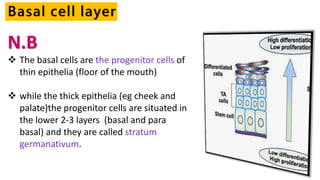 N.B
 The basal cells are the progenitor cells of
thin epithelia (floor of the mouth)
 while the thick epithelia (eg cheek and
palate)the progenitor cells are situated in
the lower 2-3 layers (basal and para
basal) and they are called stratum
germanativum.
Basal cell layer
 