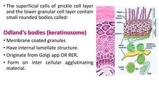 • The superficial cells of prickle cell layer
and the lower granular cell layer contain
small rounded bodies called:
Odland's bodies (keratinosome)
• Membrane coated granules
• Have internal lamellate structure.
• Originate from Golgi app OR RER.
• Form on inter cellular agglutinating
material.
 
