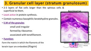 3. Granular cell layer (stratum granulosum)
• 2-3 layers of flat cells larger than the spinous cells &
superficial to them.
• Least active in protein synthesis.
• Contain numerous basophilic keratohyaline granules.
• E.M of the granules
small and irregular
formed by ribosomes
associated with tonofillament.
• Function:
Form the matrix in which the filaments of the
keratin layer are embedded.(filagrin)
 