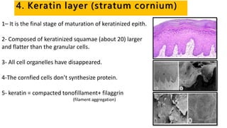4. Keratin layer (stratum cornium)
1– It is the final stage of maturation of keratinized epith.
2- Composed of keratinized squamae (about 20) larger
and flatter than the granular cells.
3- All cell organelles have disappeared.
4-The cornfied cells don’t synthesize protein.
5- keratin = compacted tonofillament+ filaggrin
(filament aggregation)
 
