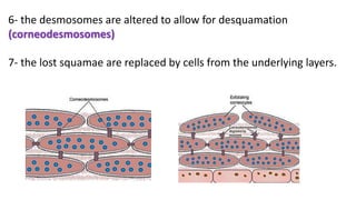 6- the desmosomes are altered to allow for desquamation
(corneodesmosomes)
7- the lost squamae are replaced by cells from the underlying layers.
 