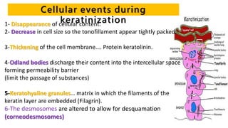 Cellular events during
keratinization1- Disappearance of cellular content.
2- Decrease in cell size so the tonofillament appear tightly packed.
3-Thickening of the cell membrane…. Protein keratolinin.
4-Odland bodies discharge their content into the intercellular space
forming permeability barrier
(limit the passage of substances)
5-Keratohyaline granules… matrix in which the filaments of the
keratin layer are embedded (Filagrin).
6-The desmosomes are altered to allow for desquamation
(corneodesmosomes)
 