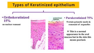 Types of Keratinized epithelium
• Parakeratinized 75%
retain pyknotic nuclei &
remenant of organelles
• Orthokeratinized
15%
no nuclear remnant
 This is a normal
appearance in the oral
mucosa but in the skin this
means psoriasis
 