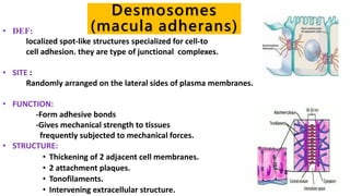 Desmosomes
(macula adherans)• DEF:
localized spot-like structures specialized for cell-to
cell adhesion. they are type of junctional complexes.
• SITE :
Randomly arranged on the lateral sides of plasma membranes.
• FUNCTION:
-Form adhesive bonds
-Gives mechanical strength to tissues
frequently subjected to mechanical forces.
• STRUCTURE:
• Thickening of 2 adjacent cell membranes.
• 2 attachment plaques.
• Tonofilaments.
• Intervening extracellular structure.
 