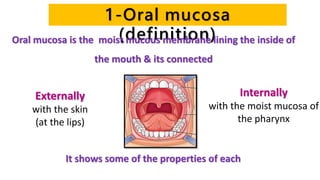 Externally
with the skin
(at the lips)
Internally
with the moist mucosa of
the pharynx
It shows some of the properties of each
1-Oral mucosa
(definition)Oral mucosa is the moist mucous membrane lining the inside of
the mouth & its connected
 