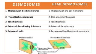 DESMOSOMES HEMI DESMOSOMES
1- Thickening of 2 cell membranes 1- Thickening of one cell membrane
2- Two attachment plaques 2- One attachment plaques
3- Tone filaments 3- Tone filaments
4- Extra cellular adhering Substance 4- Extra cellular substance
5- Between 2 cells 5- Between cell and basement membrane
 