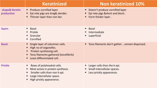 Keratinized Non keratinized 10%
shape& Keratin
production
 Produce cornified layer.
 Epi rete pigs are long& slender.
 Thinner layer than non ker.
 Doesn’t produce cornified layer.
 Epi rete pigs &short and blunt.
 Form thicker layer .
layers  Basal
 Prickle
 Granular
 Cornified
 Basal
 Intermediate
 superficial
Basal  Single layer of columner cells.
 High no of organelles.
 Protein synthesing cell.
 Tono filaments gathered (tonofibrils)
 Least differentiated cell.
 Tono filaments don’t gather …remain dispersed.
Prickle  Rows of polyheadral cells.
 Most active in protein synthesis.
 Smaller cells than non k epi.
 Large intercellular space.
 High prickly appearance.
 Larger cells than the k epi.
 Small intercellular spaces.
 Less prickly appearance.
 