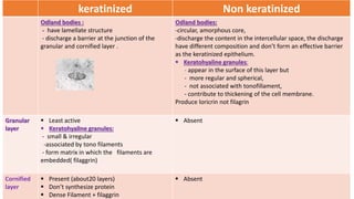 keratinized Non keratinized
Odland bodies :
- have lamellate structure
- discharge a barrier at the junction of the
granular and cornified layer .
Odland bodies:
-circular, amorphous core,
-discharge the content in the intercellular space, the discharge
have different composition and don’t form an effective barrier
as the keratinized epithelium.
 Keratohyaline granules:
- appear in the surface of this layer but
- more regular and spherical,
- not associated with tonofillament,
- contribute to thickening of the cell membrane.
Produce loricrin not filagrin
Granular
layer
 Least active
 Keratohyaline granules:
- small & irregular
-associated by tono filaments
- form matrix in which the filaments are
embedded( filaggrin)
 Absent
Cornified
layer
 Present (about20 layers)
 Don’t synthesize protein
 Dense Filament + filaggrin
 Absent
 