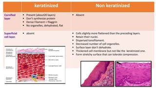 keratinized Non keratinized
Cornified
layer
 Present (about20 layers)
 Don’t synthesize protein
 Dense Filament + filaggrin
 No organelles, dehydrated, flat
 Absent
Superficial
cell layer.
 absent  Cells slightly more flattened than the preceding layers.
 Retain their nuclei.
 Dispersed tonofilament.
 Decreased number of cell organelles.
 Surface layer don’t dehydrate.
 Thickened cell membrane but not like the keratinized one.
 Form stretchy surface that can tolerate compression.
 