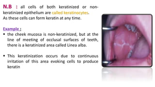 N.B : all cells of both keratinized or non-
keratinized epithelium are called keratinocytes.
As these cells can form keratin at any time.
Example :
 the cheek mucosa is non-keratinized, but at the
line of meeting of occlusal surfaces of teeth,
there is a keratinized area called Linea alba.
 This keratinization occurs due to continuous
irritation of this area evoking cells to produce
keratin
 