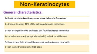 Non-Keratinocytes
1- Don’t turn into keratinocytes or share in keratin formation
2- Amount to about 10% of the cell population in epithelium.
3- Not arranged in rows or sheets, but found scattered in mucosa
4- Lack desmosomes( except Merkel cells) so lack tonofillament
5- Have a clear halo around the nucleus, and so known, clear cells.
6- Not stained with routine H&E stain
General characteristics:
 