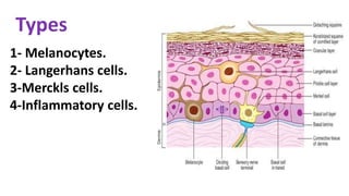 Types
1- Melanocytes.
2- Langerhans cells.
3-Merckls cells.
4-Inflammatory cells.
 