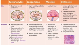 Melanocytes Langerhans Merckle Defensive
Site  Basal layer of oral
epithelium.
 Supra basal layers (higher
level cells).
 basal cell layer  various epithelial levels
in clinically normal
mucosa.
 They are immigrants,
found among the
epithelial cells and then
infiltrate through
epithelium to reach the
surface.
Function  Melanin producing
cells.
 Elaborate melanin in
the form of small
granules called
melanosomes.
 If injected in epi cell
Called…melanophore.
 If engulfed by C.T
macrophage….melanop
hage
 Immunologic function
recognize the antigenic
material and present it to
the T helper lymphocyte
 Able to activate the T
lymphocytes
 Neural cells
specialized for
responding to
touch or pressure
stimuli.
 There is synapse
like junction
between it and the
nerves
 They are involved in
inflammatory response.
 Associated with
Langerhans cells.
 They are transient
 