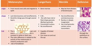 Melanocytes Langerhans Merckle Defensive
origin  From neural crest cells and migrate to
epith
 Bone marrow  May be from division
of keratinocytes
shape  Lack desmosomes and tonofilaments.
 Dendritic (long) pass through several
layers.
 E.M…
 the cells have rod or
flask shape granules
(Berbeck granules
 Convoluted nucleus.
 No tonofilament
 Has tonofilaments
and desmosomes
 Nucleus is deeply
invaginated.
 Has small granules
contain neuro
transmitters
N.B  The number of melanocytes per unit
area in the oral mucosa or skin is
constant in white or dark race
 The color difference is related to the
activity of the melanocytes in
melanin production and
 rate of breakdown.
 Capable of limited
division
 Can move on and out
the epi.
 Can pass
through the
epithelium to
the surface.
 