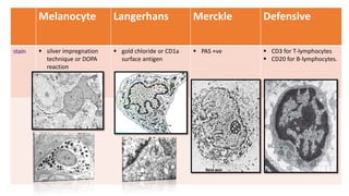 Melanocyte Langerhans Merckle Defensive
stain  silver impregnation
technique or DOPA
reaction
 gold chloride or CD1a
surface antigen
 PAS +ve  CD3 for T-lymphocytes
 CD20 for B-lymphocytes.
 