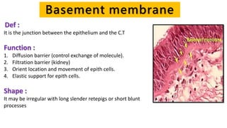 Basement membrane
Def :
It is the junction between the epithelium and the C.T
Function :
1. Diffusion barrier (control exchange of molecule).
2. Filtration barrier (kidney)
3. Orient location and movement of epith cells.
4. Elastic support for epith cells.
Shape :
It may be irregular with long slender retepigs or short blunt
processes
 