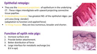  They are the downward projections of epithelium in the underlying
CT . These ridges interdigitate with upward projecting connective
tissue papillae.
 In masticatory mucosa: has greatest NO. of the epithelial ridges per
unit area (long- slender)
(adaptation to function and applied force)
 In lining mucosa: they are less numerous, broader and shorter.
Epithelial retepigs:
Function of epith rete pigs:
1. Increase surface area
2. Provide better attachement.
3. Better distribution of force
4. Large interface for metabolic exchange (no
B.V in epi)
 