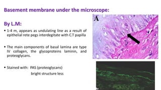 By L.M:
 1-4 m, appears as undulating line as a result of
epithelial rete pegs interdegitate with C.T papilla
 The main components of basal lamina are type
IV collagen, the glycoproteins laminin, and
proteoglycans.
 Stained with: PAS (proteoglycans)
bright structure less
Basement membrane under the microscope:
 