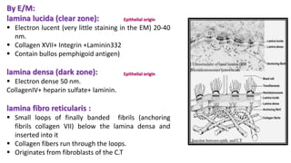 By E/M:
lamina lucida (clear zone):
 Electron lucent (very little staining in the EM) 20-40
nm.
 Collagen XVII+ Integrin +Laminin332
 Contain bullos pemphigoid antigen)
lamina densa (dark zone):
 Electron dense 50 nm.
CollagenIV+ heparin sulfate+ laminin.
lamina fibro reticularis :
 Small loops of finally banded fibrils (anchoring
fibrils collagen VII) below the lamina densa and
inserted into it
 Collagen fibers run through the loops.
 Originates from fibroblasts of the C.T
Epithelial origin
Epithelial origin
 