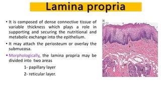 Lamina propria
• It is composed of dense connective tissue of
variable thickness which plays a role in
supporting and securing the nutritional and
metabolic exchange into the epithelium.
• It may attach the periosteum or overlay the
submucosa.
 Morphologically, the lamina propria may be
divided into two areas
1- papillary layer
2- reticular layer.
 