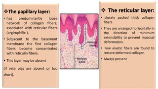 The papillary layer:
• has predominantly loose
network of collagen fibers,
associated with reticular fibers
(argirophilic ).
• Subjacent to the basement
membrane the fine collagen
fibers become concentrated
with reticulin fibers.
 This layer may be absent
(if rete pigs are absent or too
short).
 The reticular layer:
• closely packed thick collagen
fibers.
• They are arranged horizontally in
the direction of minimum
extensibility to prevent mucosal
deformation.
• Few elastic fibers are found to
restore deformed collagen.
• Always present
 