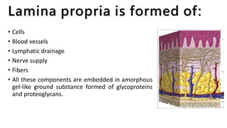 Lamina propria is formed of:
• Cells
• Blood vessels
• Lymphatic drainage
• Nerve supply
• Fibers
• All these components are embedded in amorphous
gel-like ground substance formed of glycoproteins
and proteoglycans.
 