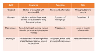 SiteFunctionFeaturesCell
Throughout Lamina
propria
Fibers and G.S formationStellate or elongated with
abundant RER
Fibroblast
Throughout L.P.Precursors of
macrophage
Spindle or stellate shape, dark
stained nucleus contains many
lysosomal vesicles
Histocyte
Areas of chronic
inflammation
PhagocytosisRounded with pale staining nucleus
contains lysosome and phagocytes
vesicles
Macrophages
Areas of inflammationPhagocytic, blood, bone
precursor of macrophage
Rounded with dark staining kidney
shape Nucleus moderate amount
of cytoplasm
Monocytes
 
