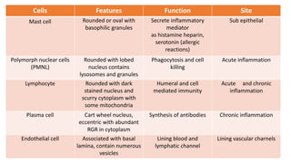 SiteFunctionFeaturesCells
Sub epithelialSecrete inflammatory
mediator
as histamine heparin,
serotonin (allergic
reactions)
Rounded or oval with
basophilic granules
Mast cell
Acute inflammationPhagocytosis and cell
killing
Rounded with lobed
nucleus contains
lysosomes and granules
Polymorph nuclear cells
(PMNL)
Acute and chronic
inflammation
Humeral and cell
mediated immunity
Rounded with dark
stained nucleus and
scurry cytoplasm with
some mitochondria
Lymphocyte
Chronic inflammationSynthesis of antibodiesCart wheel nucleus,
eccentric with abundant
RGR in cytoplasm
Plasma cell
Lining vascular charnelsLining blood and
lymphatic channel
Associated with basal
lamina, contain numerous
vesicles
Endothelial cell
 