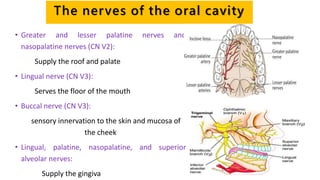 The nerves of the oral cavity
• Greater and lesser palatine nerves and
nasopalatine nerves (CN V2):
Supply the roof and palate
• Lingual nerve (CN V3):
Serves the floor of the mouth
• Buccal nerve (CN V3):
sensory innervation to the skin and mucosa of
the cheek
• Lingual, palatine, nasopalatine, and superior
alveolar nerves:
Supply the gingiva
 