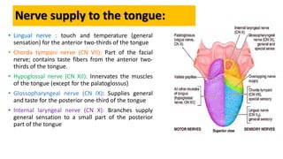 Nerve supply to the tongue:
• Lingual nerve : touch and temperature (general
sensation) for the anterior two-thirds of the tongue
• Chorda tympani nerve (CN VII): Part of the facial
nerve; contains taste fibers from the anterior two-
thirds of the tongue.
• Hypoglossal nerve (CN XII): Innervates the muscles
of the tongue (except for the palatoglossus)
• Glossopharyngeal nerve (CN IX): Supplies general
and taste for the posterior one-third of the tongue
• Internal laryngeal nerve (CN X): Branches supply
general sensation to a small part of the posterior
part of the tongue
 