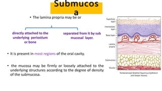 Submucos
a• The lamina propria may be or
• It is present in most regions of the oral cavity.
• the mucosa may be firmly or loosely attached to the
underlying structures according to the degree of density
of the submucosa.
directly attached to the
underlying periostium
or bone
separated from it by sub
mucosal layer.
 