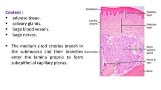 Content :
 adipose tissue.
 salivary glands.
 large blood vessels.
 large nerves.
 The medium sized arteries branch in
the submucosa and their branches
enter the lamina propria to form
subepithelial capillary plexus.
 