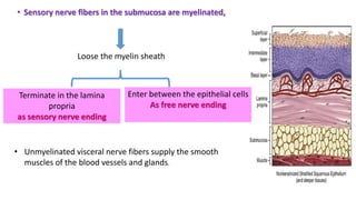 • Sensory nerve fibers in the submucosa are myelinated,
Loose the myelin sheath
Terminate in the lamina
propria
as sensory nerve ending
Enter between the epithelial cells
As free nerve ending
• Unmyelinated visceral nerve fibers supply the smooth
muscles of the blood vessels and glands.
 