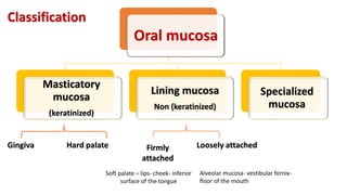 Oral mucosa
Masticatory
mucosa
(keratinized)
Lining mucosa
Non (keratinized)
Specialized
mucosa
Classification
Gingiva Hard palate Firmly
attached
Loosely attached
Soft palate – lips- cheek- inferior
surface of the tongue
Alveolar mucosa- vestibular fornix-
floor of the mouth
 