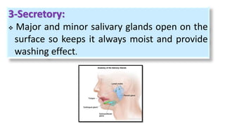 3-Secretory:
 Major and minor salivary glands open on the
surface so keeps it always moist and provide
washing effect.
 