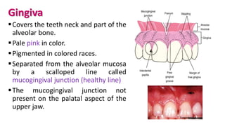 Gingiva
Covers the teeth neck and part of the
alveolar bone.
Pale pink in color.
Pigmented in colored races.
Separated from the alveolar mucosa
by a scalloped line called
mucogingival junction (healthy line)
The mucogingival junction not
present on the palatal aspect of the
upper jaw.
 