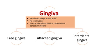 Gingiva
Free gingiva Attached gingiva
Interdental
gingiva
 Keratinized except sulcus & col
 No sub mucosa
 directly attached to cervical cementum or
periostium of bone
 