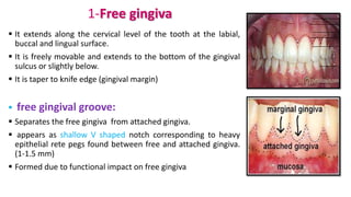 1-Free gingiva
 It extends along the cervical level of the tooth at the labial,
buccal and lingual surface.
 It is freely movable and extends to the bottom of the gingival
sulcus or slightly below.
 It is taper to knife edge (gingival margin)
 free gingival groove:
 Separates the free gingiva from attached gingiva.
 appears as shallow V shaped notch corresponding to heavy
epithelial rete pegs found between free and attached gingiva.
(1-1.5 mm)
 Formed due to functional impact on free gingiva
 