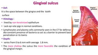 Gingival sulcus
 Def:
It is the space between the gingiva and the tooth
surface
 Histology :
• lined by non-keratinized epithelium
• Lack epi rete pigs in normal conditions.
• Lymphocytes and plasma cells commonly seen in the CT for defense
dto constant presence of bacteria so act as a barrier to prevent bact
penetration or its toxins
 Depth:
• varies from 0 to 6 mm with average 1.8 mm.
• The more shallow the sulcus the more favorable the condition of
the gingival margin.
 
