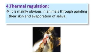4.Thermal regulation:
 It is mainly obvious in animals through painting
their skin and evaporation of saliva.
 