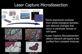 Oral Mucositis In Cancer Care Is The End In Sight | PPT