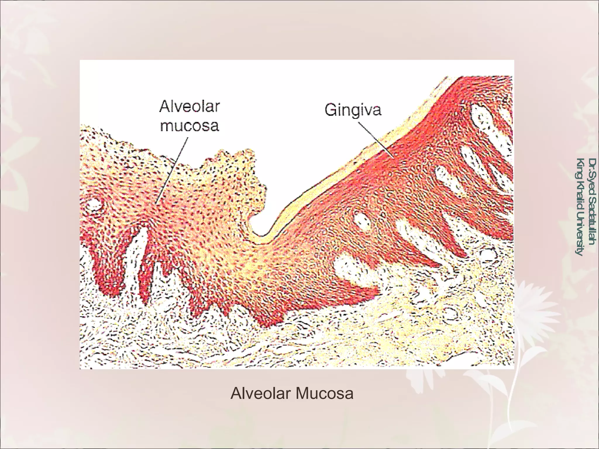 Oral Mucous Membrane | PPT