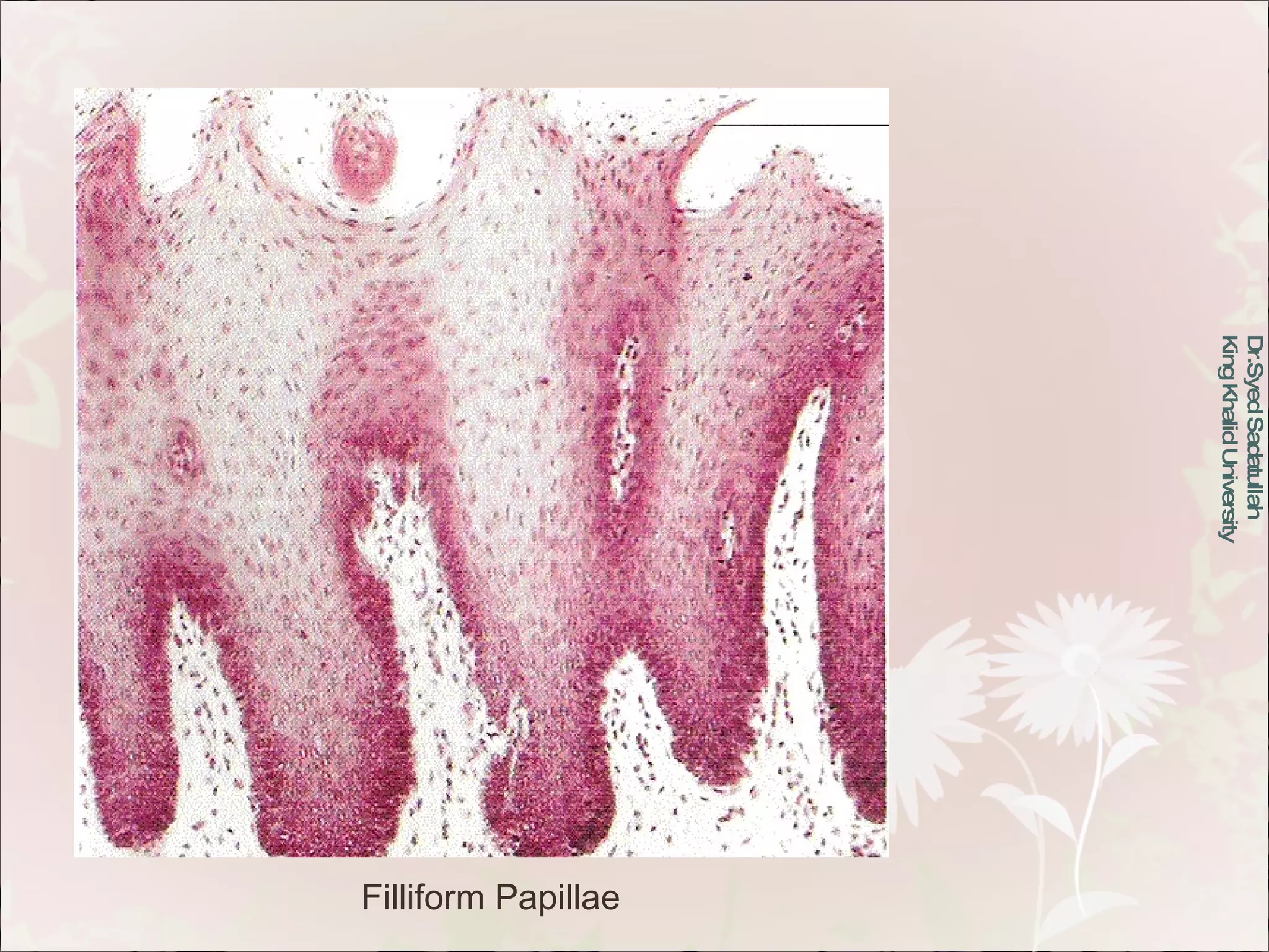 Oral Mucous Membrane | PPT