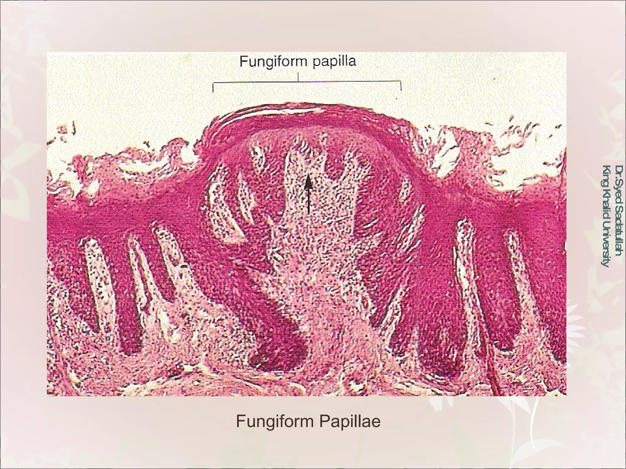 Oral Mucous Membrane | PPT