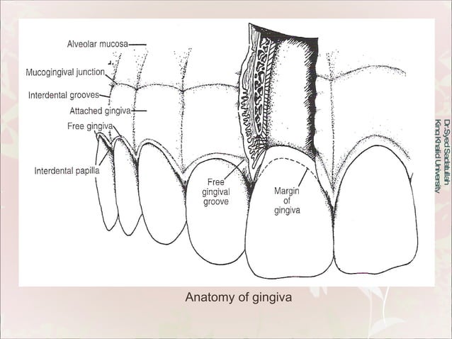 Oral Mucous Membrane | PPT | Dental Health | Diseases and Conditions