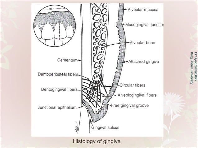 Oral Mucous Membrane | PPT | Dental Health | Diseases and Conditions