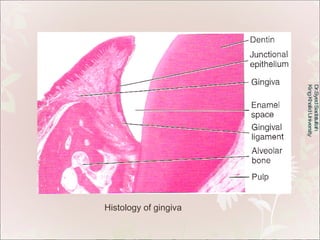 Oral Mucous Membrane | PPT