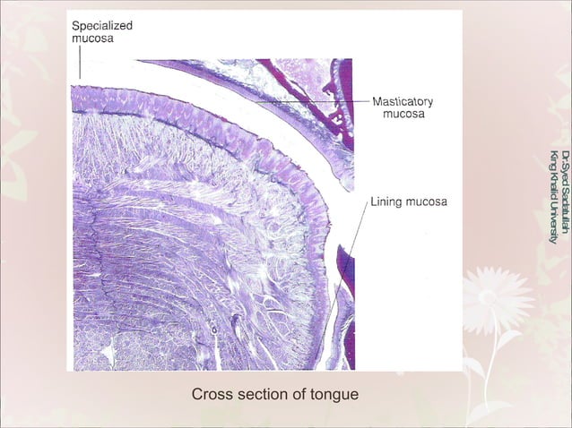 Oral Mucous Membrane | PPT | Dental Health | Diseases and Conditions