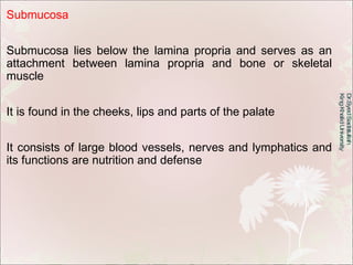 Submucosa Submucosa lies below the lamina propria and serves as an attachment between lamina propria and bone or skeletal ...