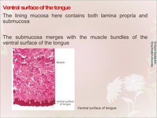 Ventral surface of the tongue The lining mucosa here contains both lamina propria and submucosa  The submucosa merges with...